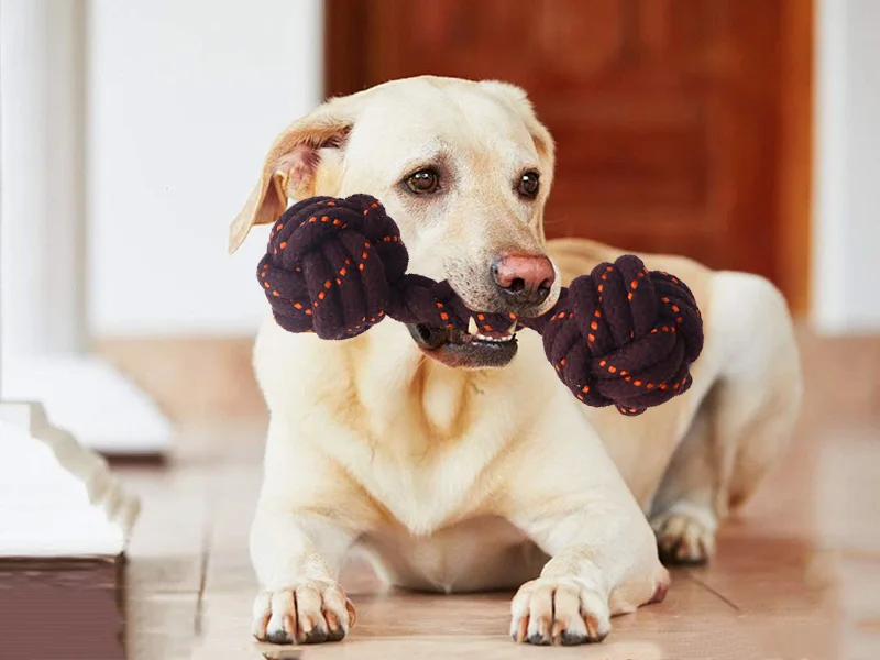 Come scegliere i giocattoli da masticare del cane？